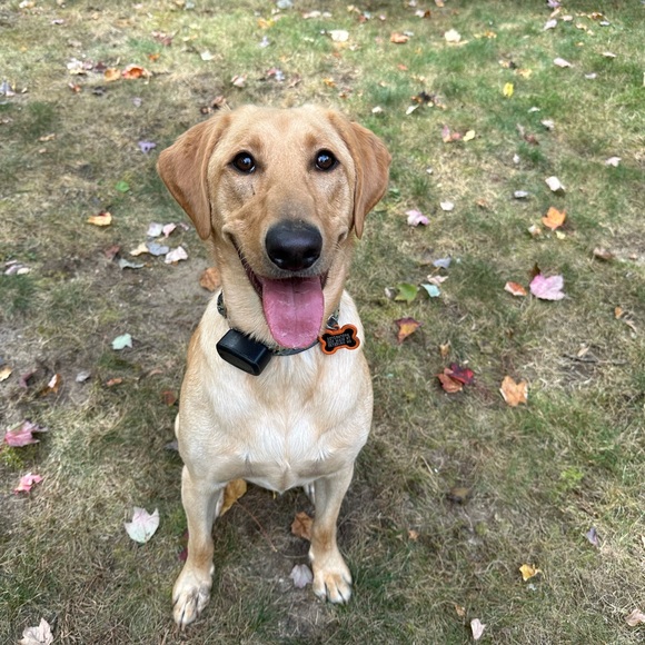 NEW ITEMS COMING SOON - Picture 7 of 8